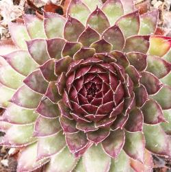 Sempervivum - Dachwurz - Hauswurz